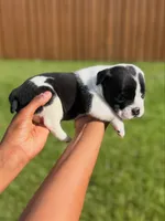 American Pocket Bully Male Puppy 1, a male American Bully for sale in Richardson, TX – 2 of 3