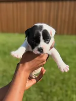 American Pocket Bully Male Puppy 1, a male American Bully for sale in Richardson, TX – 1 of 3