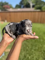 American Pocket Bully Male 3, a male American Bully for sale in Richardson, TX – 2 of 5