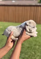 American Pocket Bully Male 5, a male American Bully for sale in Richardson, TX – 3 of 5
