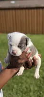 American Pocket Bully Female 1, a female American Bully for sale in Richardson, TX – 4 of 4