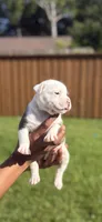 American Pocket Bully Female 1, a female American Bully for sale in Richardson, TX – 2 of 4