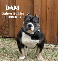 American Pocket Bully Female 1, a female American Bully for sale in Richardson, TX – 6 of 6