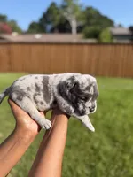 American Pocket Bully Male 2, a female American Bully for sale in Richardson, TX – 5 of 5