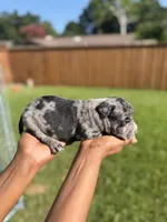 American Pocket Bully Male 3, a male American Bully for sale in Richardson, TX – 5 of 5