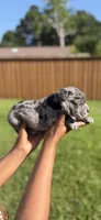 American Pocket Bully Male 4, a male American Bully for sale in Richardson, TX – 2 of 4