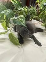 Beryl, a male French Bulldog for sale in Sanford, ME – Photo 4 of 7