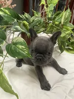 Beryl, a male French Bulldog for sale in Sanford, ME – Photo 5 of 7