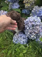 Millie, a female Miniature Aussiedoodle for sale in Cumberland, RI – 3 of 4