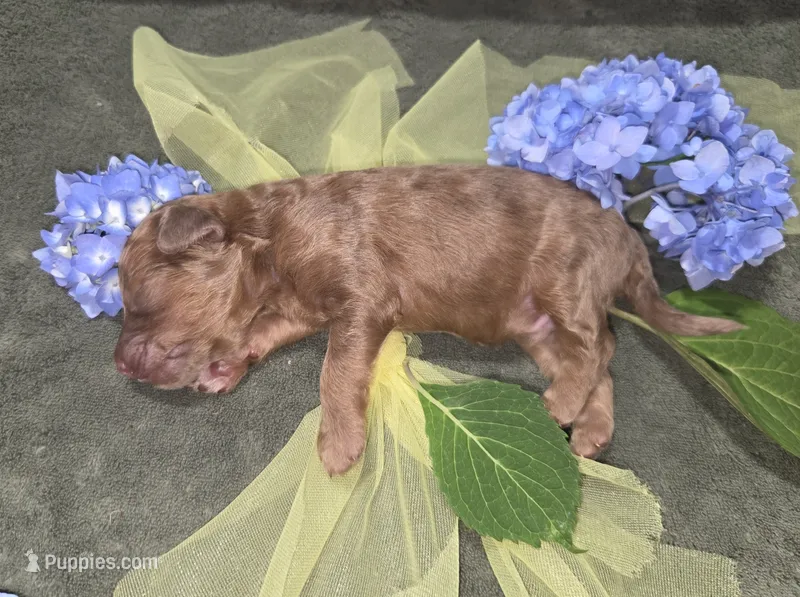 Han Solo – Miniature Aussiedoodle puppy for sale in Cumberland, RI
