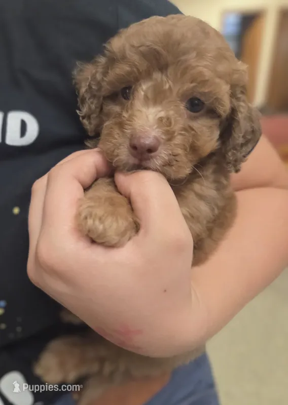 Han Solo – Miniature Aussiedoodle puppy for sale in Cumberland, RI