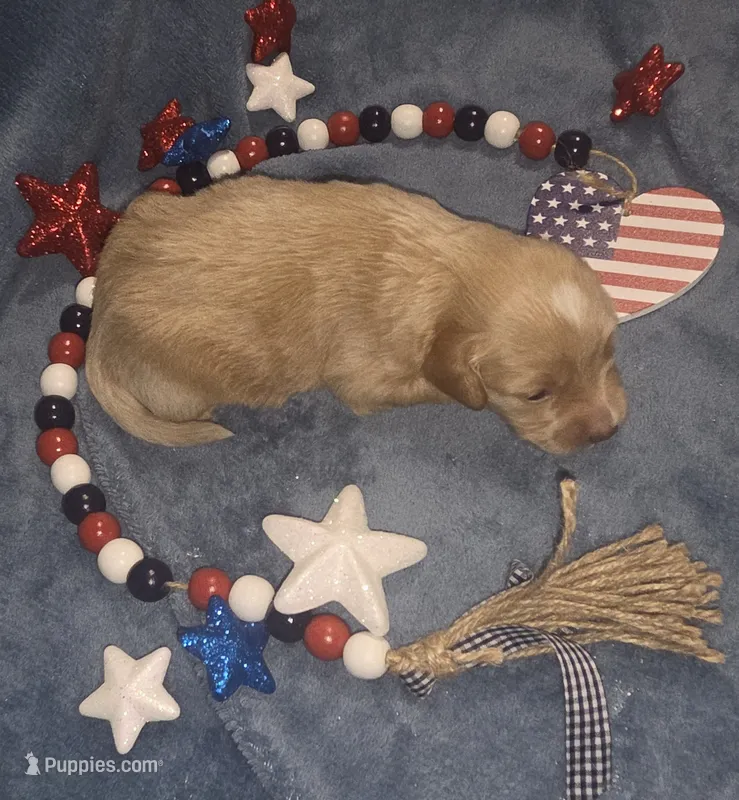 Wicket – Miniature Aussiedoodle puppy for sale in Cumberland, RI