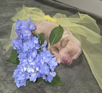 Wicket, a male Miniature Aussiedoodle for sale in Cumberland, RI – 2 of 5