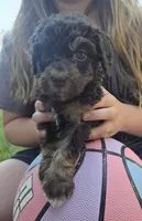 Sky, a female Miniature Aussiedoodle for sale in Cumberland, RI – 4 of 4
