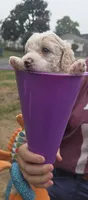 Yoda, a male Miniature Aussiedoodle for sale in Cumberland, RI – 2 of 5