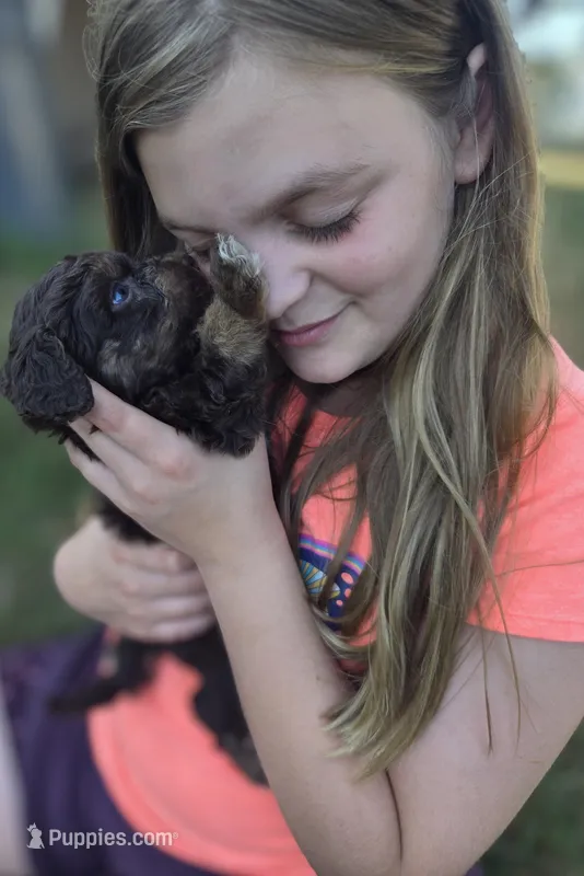 Sky – Miniature Aussiedoodle puppy for sale in Cumberland, RI