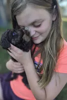 Sky, a female Miniature Aussiedoodle for sale in Cumberland, RI – 1 of 4