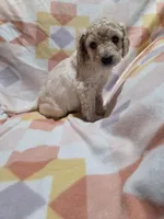 Peppermint Patty , a female Aussiedoodle for sale in Cumberland, RI – Photo 6 of 6