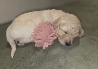 Peppermint Patty , a female Aussiedoodle for sale in Cumberland, RI – Photo 3 of 6