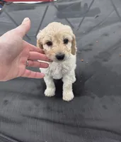 Peppermint Patty , a female Aussiedoodle for sale in Cumberland, RI – Photo 1 of 6