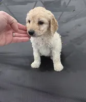 Peppermint Patty , a female Aussiedoodle for sale in Cumberland, RI – Photo 4 of 6
