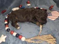 Sky, a female Miniature Aussiedoodle for sale in Cumberland, RI – 3 of 4