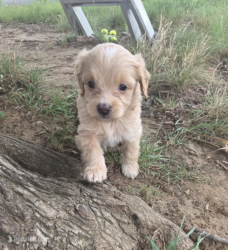Wicket – Miniature Aussiedoodle puppy for sale in Cumberland, RI