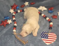 Yoda, a male Miniature Aussiedoodle for sale in Cumberland, RI – 4 of 5