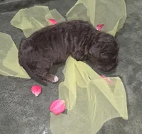 Sky, a female Miniature Aussiedoodle for sale in Cumberland, RI – 2 of 4