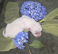 Yoda, a male Miniature Aussiedoodle for sale in Cumberland, RI – 3 of 5