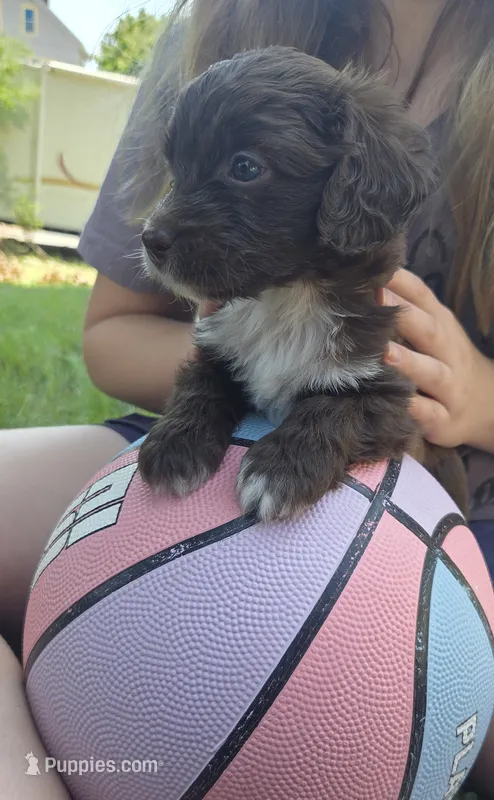 Millie – Miniature Aussiedoodle puppy for sale in Cumberland, RI