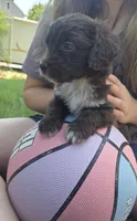 Millie, a female Miniature Aussiedoodle for sale in Cumberland, RI – 1 of 4