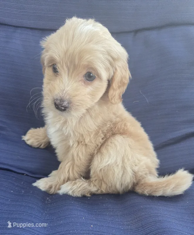 Wicket – Miniature Aussiedoodle puppy for sale in Cumberland, RI