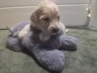 Woodstock , a male Aussiedoodle for sale in Cumberland, RI – Photo 5 of 7