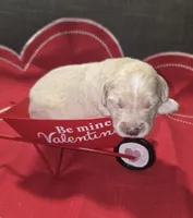 Woodstock , a male Aussiedoodle for sale in Cumberland, RI – Photo 3 of 7