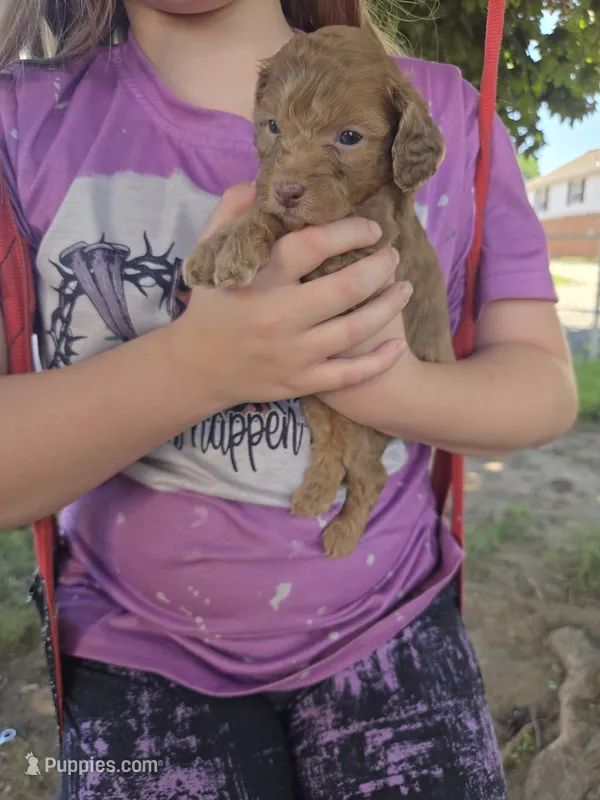 Han Solo – Miniature Aussiedoodle puppy for sale in Cumberland, RI