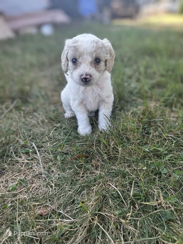 Yoda – Miniature Aussiedoodle puppy for sale in Cumberland, RI