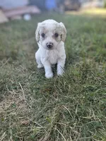 Yoda, a male Miniature Aussiedoodle for sale in Cumberland, RI – 1 of 5