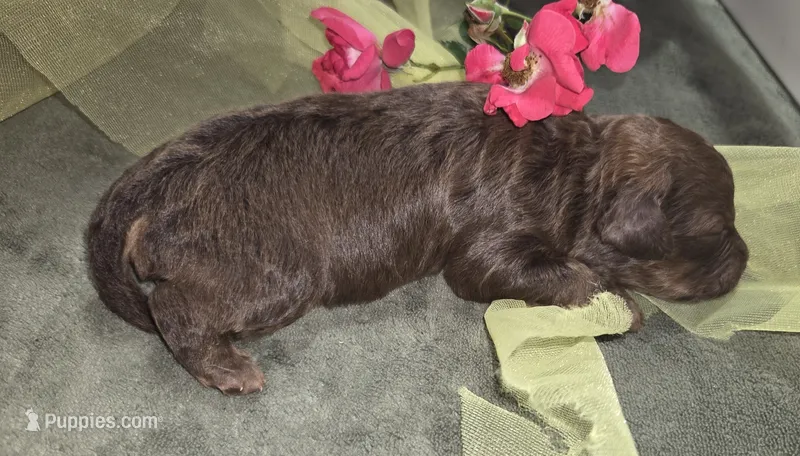 Leia – Miniature Aussiedoodle puppy for sale in Cumberland, RI