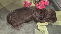 Leia, a female Miniature Aussiedoodle for sale in Cumberland, RI – 2 of 4