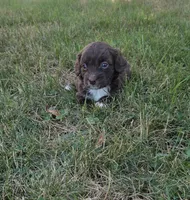 Millie, a female Miniature Aussiedoodle for sale in Cumberland, RI – 2 of 4
