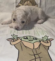Yoda, a male Miniature Aussiedoodle for sale in Cumberland, RI – 5 of 5