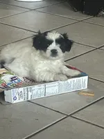 Snoopy, a male Shih Tzu for sale in East Chicago, IN – 2 of 3