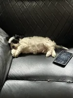 Snoopy, a male Shih Tzu for sale in East Chicago, IN – 3 of 3