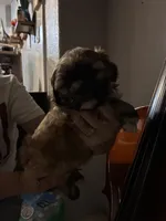 Brownie, a male Shih Tzu for sale in East Chicago, IN – 3 of 3