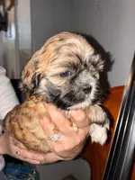 Brownie, a male Shih Tzu for sale in East Chicago, IN – 2 of 3