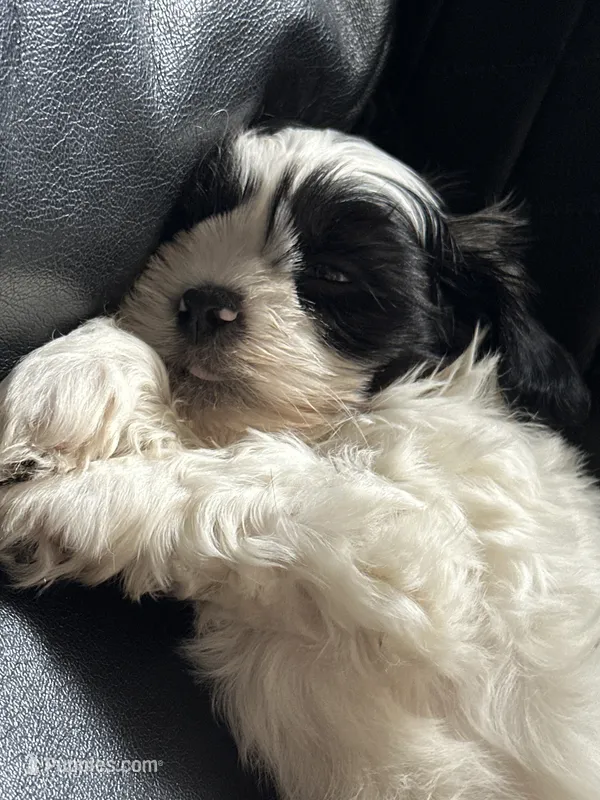 Snoopy – Shih Tzu puppy for sale in East Chicago, IN