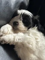 Snoopy, a male Shih Tzu for sale in East Chicago, IN – 1 of 3