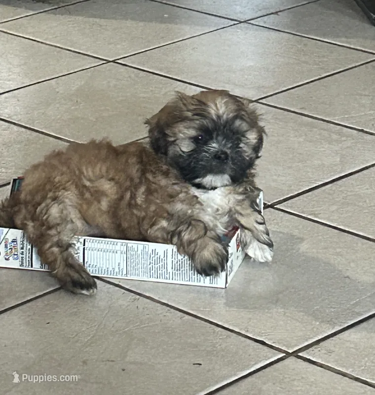 Brownie – Shih Tzu puppy for sale in East Chicago, IN