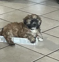Brownie, a male Shih Tzu for sale in East Chicago, IN – 1 of 3